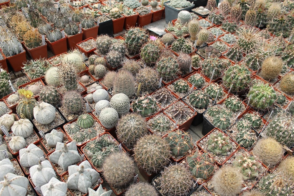 Коллекция Дмитрия Самогородского (г. Кременчуг)