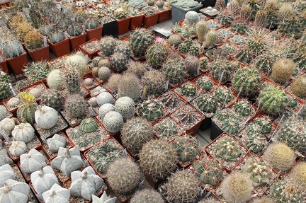 Коллекция Дмитрия Самогородского (г. Кременчуг)