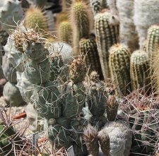 Коллекция Дмитрия Самогородского (г. Кременчуг)