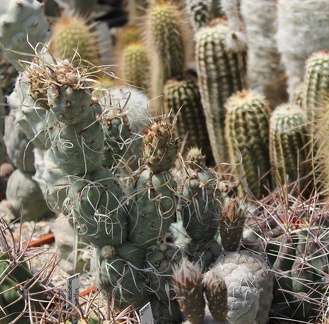 Коллекция Дмитрия Самогородского (г. Кременчуг)