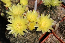 Коллекция Дмитрия Самогородского (г. Кременчуг)