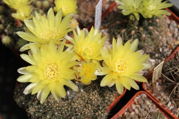 Коллекция Дмитрия Самогородского (г. Кременчуг)