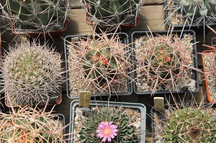 Коллекция Дмитрия Самогородского (г. Кременчуг)