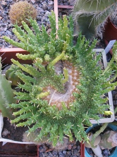 Коллекция А.Д. Балабащенко (Одесса)