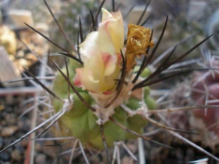 Коллекция А.Д. Балабащенко (Одесса)