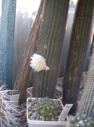 Коллекция А.Д. Балабащенко (Одесса)