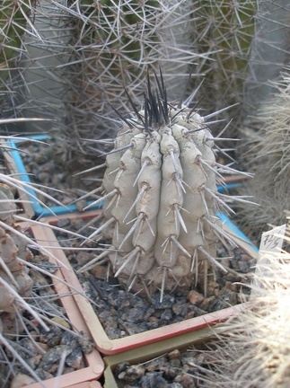 Коллекция А.Д. Балабащенко (Одесса)