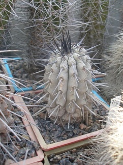 Коллекция А.Д. Балабащенко (Одесса)