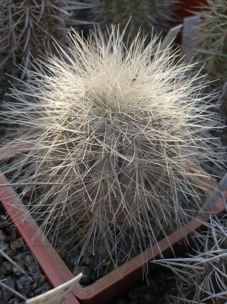 Коллекция А.Д. Балабащенко (Одесса)