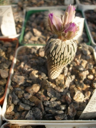 Коллекция А.Д. Балабащенко (Одесса)