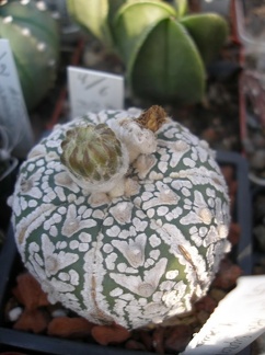 Коллекция А.Д. Балабащенко (Одесса)