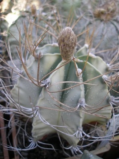 Коллекция А.Д. Балабащенко (Одесса)