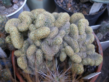 Коллекция А.Д. Балабащенко (Одесса)