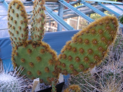 Коллекция А.Д. Балабащенко (Одесса)