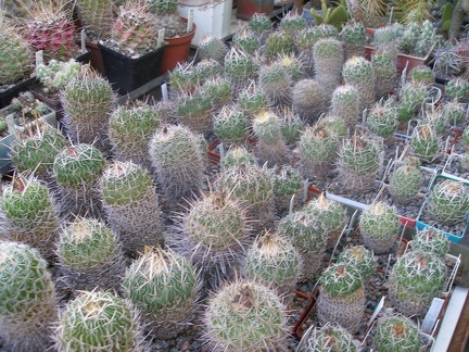 Коллекция А.Д. Балабащенко (Одесса)