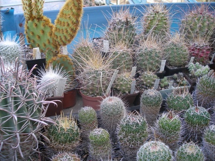 Коллекция А.Д. Балабащенко (Одесса)