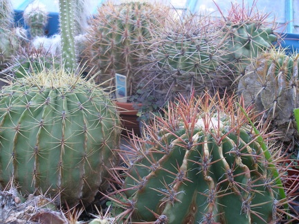 Коллекция А.Д. Балабащенко (Одесса)