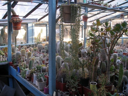 Коллекция А.Д. Балабащенко (Одесса)