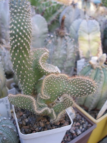P7010113.jpg