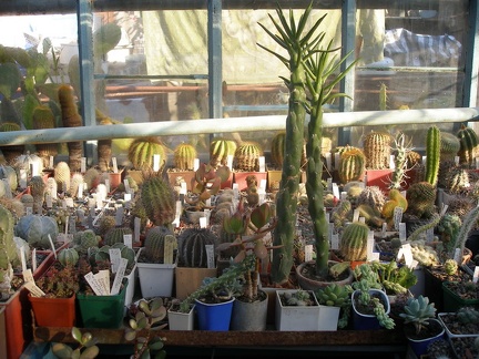 Коллекция А.Д. Балабащенко (Одесса)