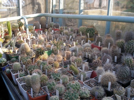 Коллекция А.Д. Балабащенко (Одесса)