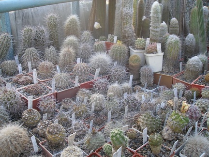 Коллекция А.Д. Балабащенко (Одесса)