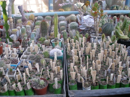 Коллекция А.Д. Балабащенко (Одесса)