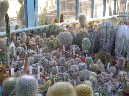 Коллекция А.Д. Балабащенко (Одесса)