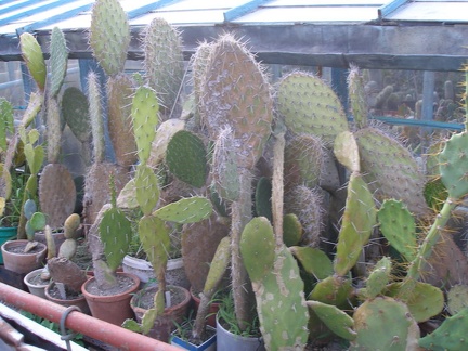 Коллекция А.Д. Балабащенко (Одесса)