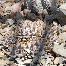 Ariocarpus trigonus