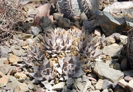 Ariocarpus trigonus