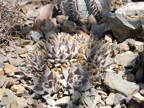 Ariocarpus trigonus