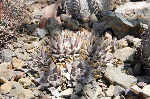 Ariocarpus trigonus