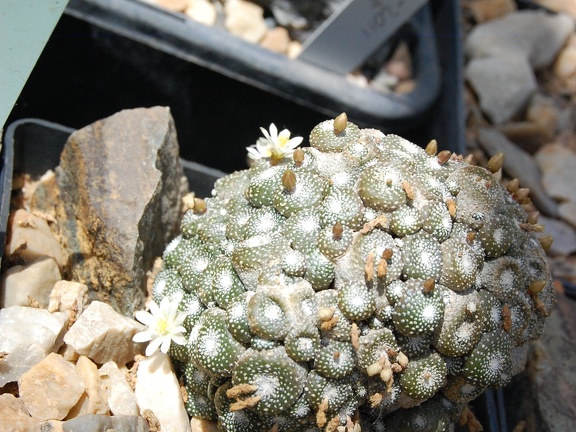 Blossfeldia grafted