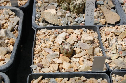 Коллекция Басараба Попа (Констанца, Румыния) 