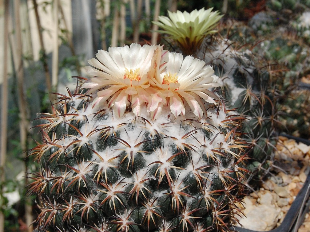 Copyphantha tripugionacantha