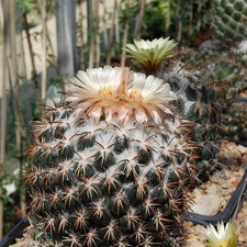 Copyphantha tripugionacantha