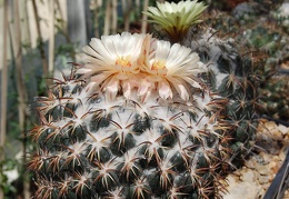 Copyphantha tripugionacantha