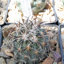 Coryphantha kracikii KKR339