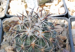 Coryphantha kracikii KKR339