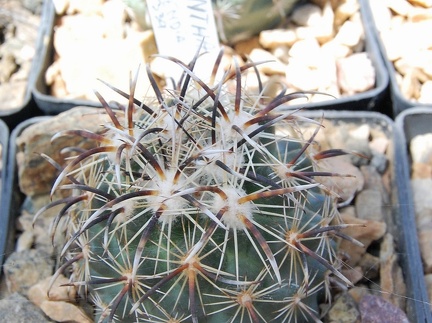 Coryphantha kracikii KKR339