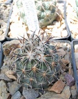 Coryphantha kracikii KKR339