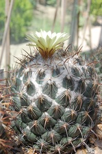 Coryphantha longicornis