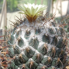 Coryphantha longicornis