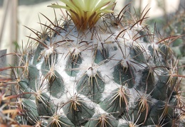 Coryphantha longicornis