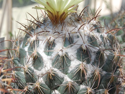 Coryphantha longicornis