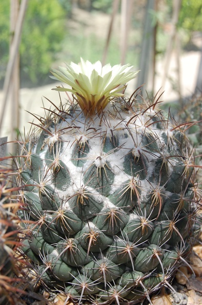 Coryphantha_longicornis.jpg