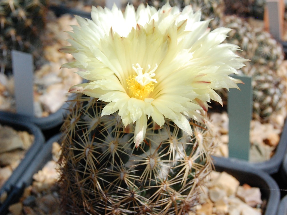 Coryphantha radians