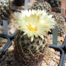 Coryphantha radians