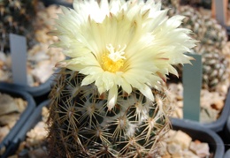 Coryphantha radians